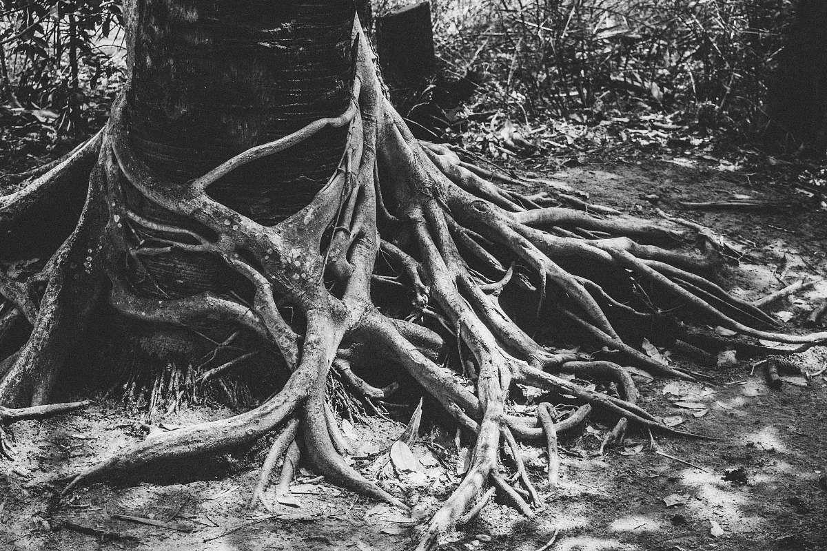 grey grayscale of photo root of tree flora