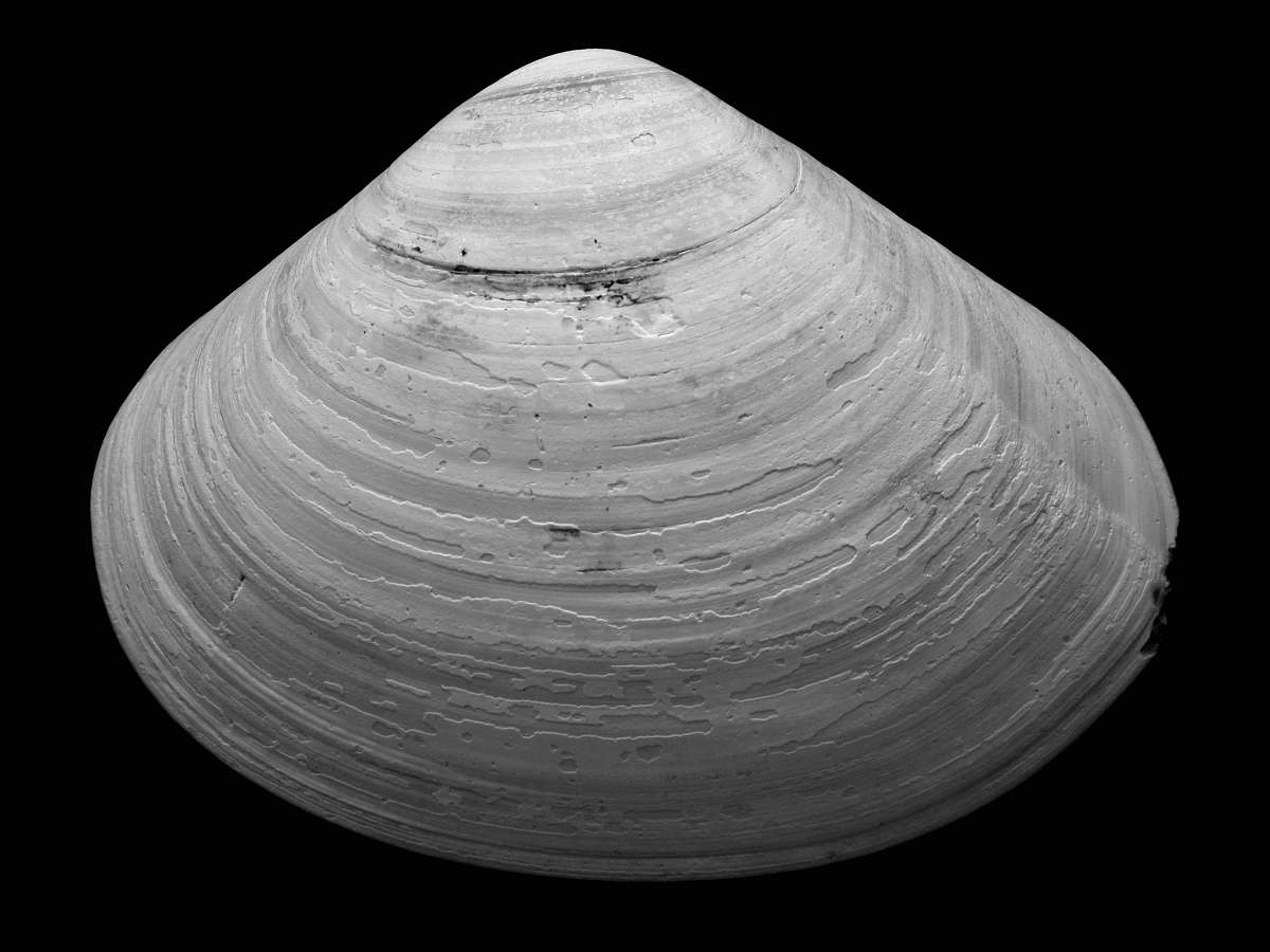grey grayscale of seashell against black background shell