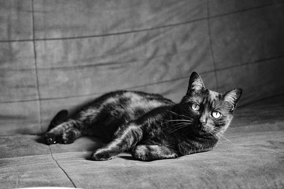 animal grayscale photo of a black car mammal