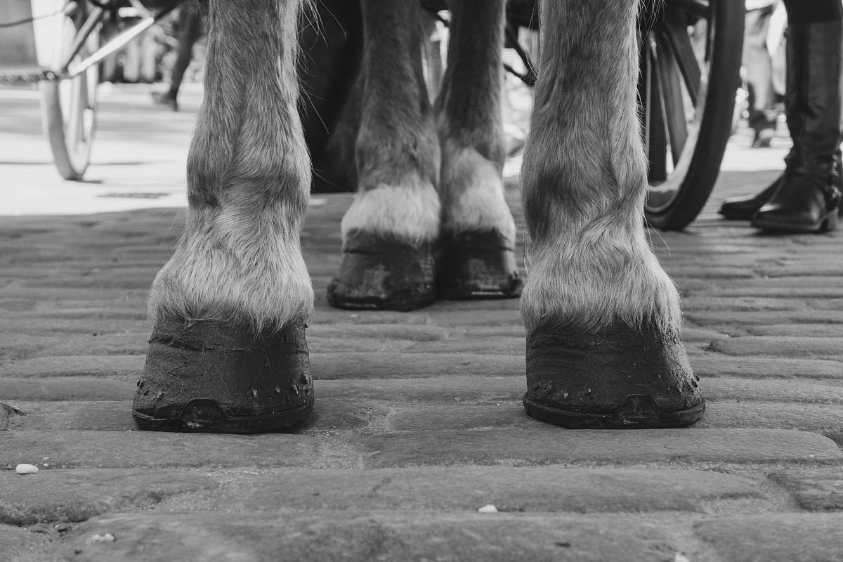 apparel grayscale photo of a horse's feet clothing