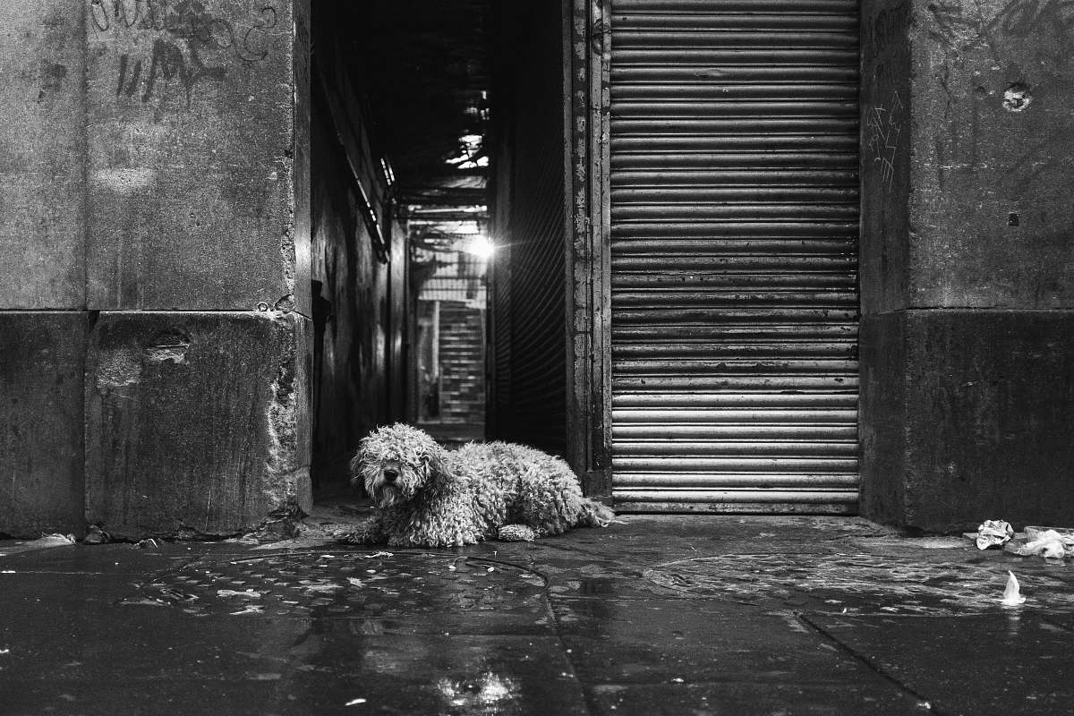 dog grayscale photo of a long-coated dog lying on the floor animal