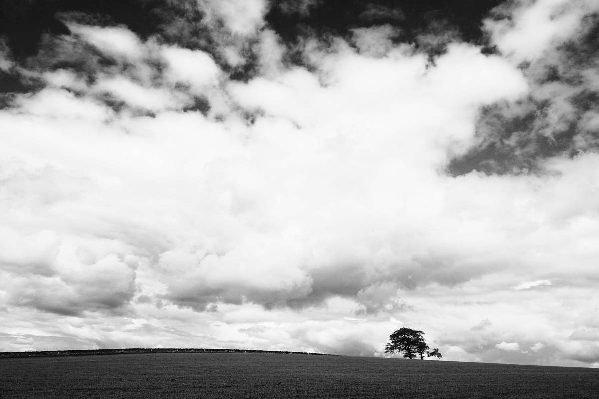 sky grayscale photo of a tree clouds