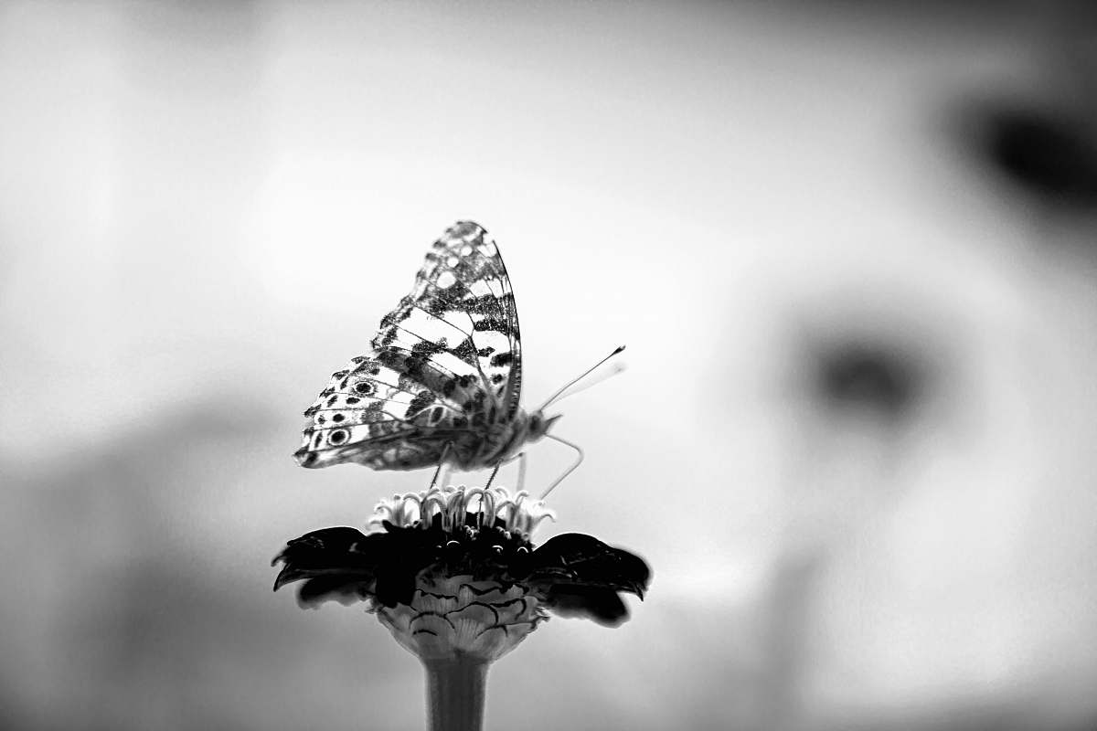 animal grayscale photo of butterfly invertebrate