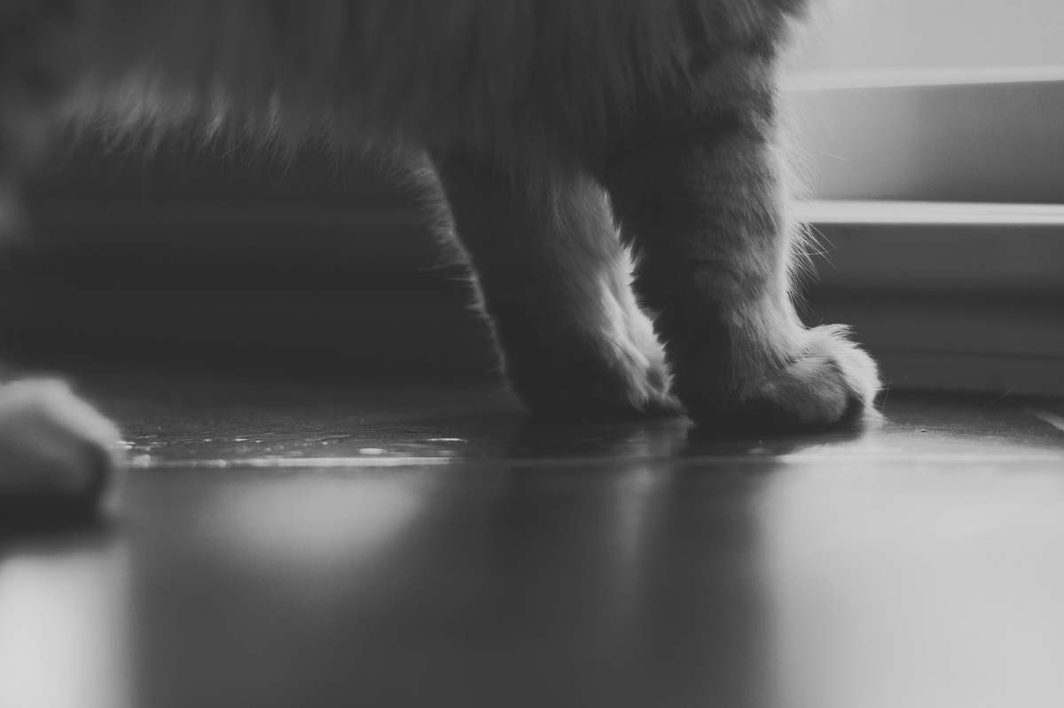 grey grayscale photo of cat paws paws