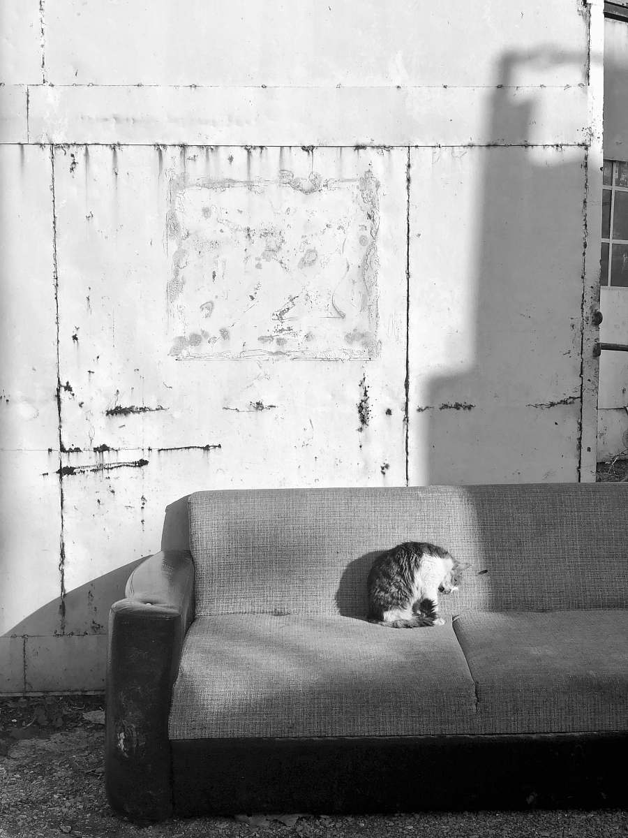 couch grayscale photo of cay lying on couch furniture