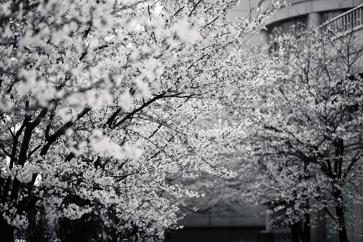 blossom grayscale photo of cherry blossom flower