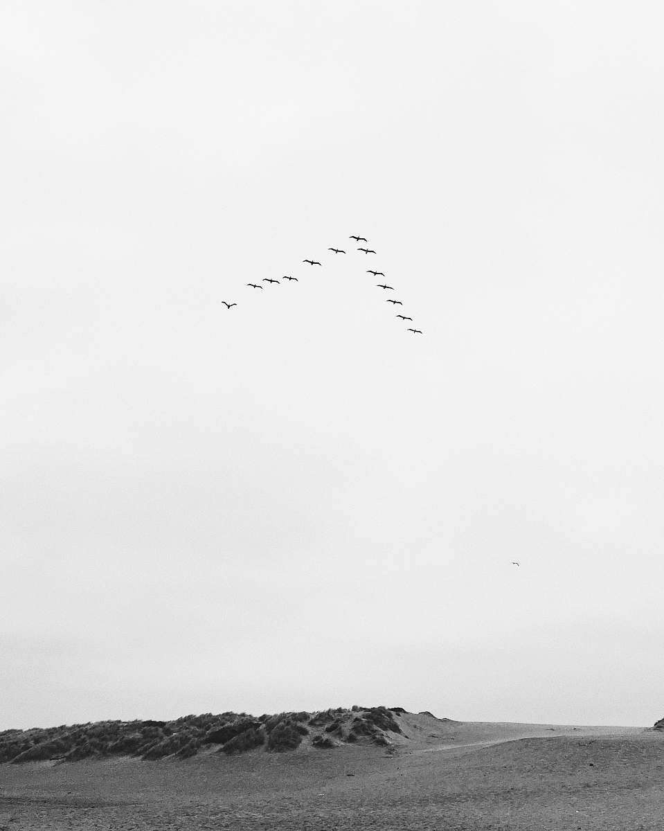 white grayscale photo of flying birds san francisco