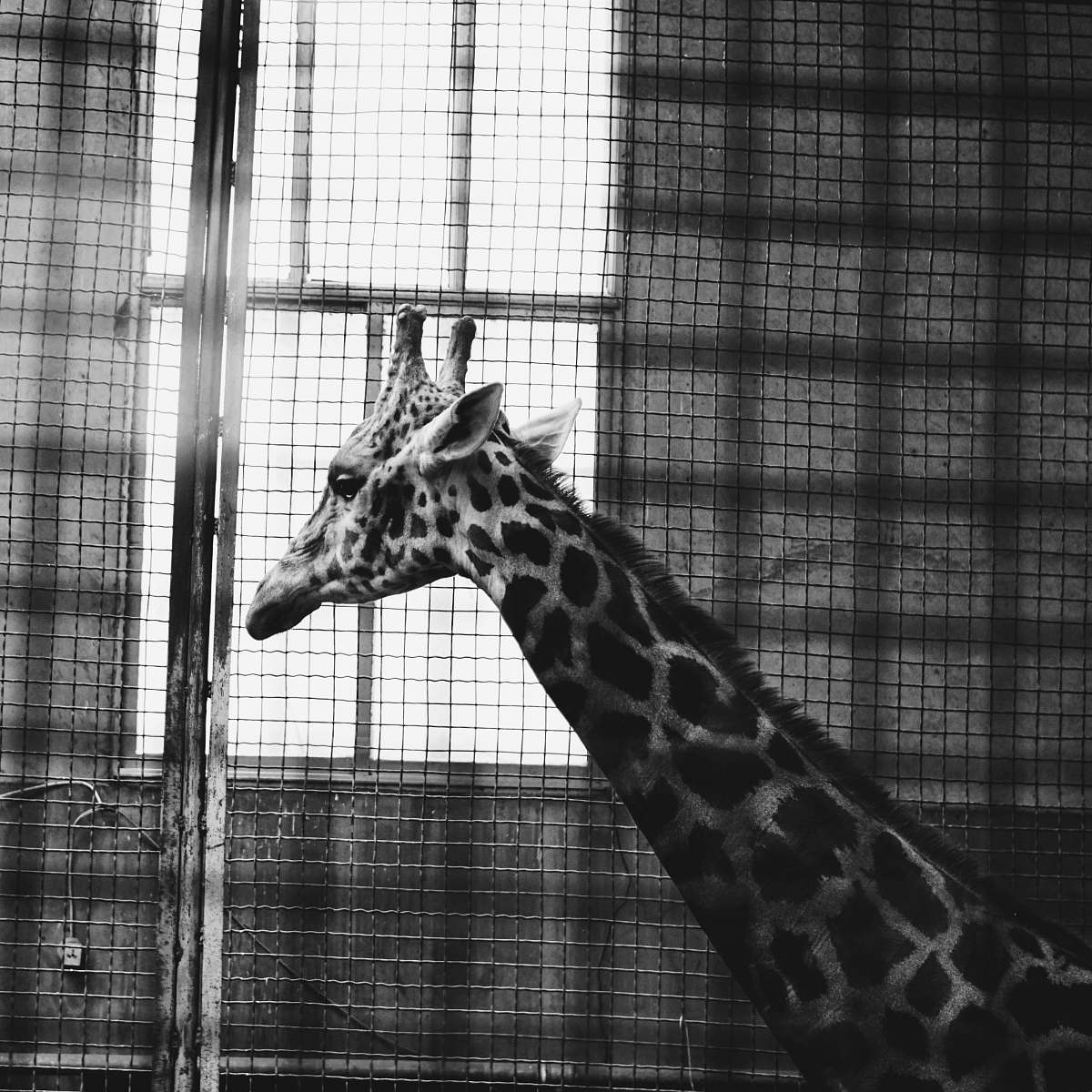 animal grayscale photo of giraffe zoo