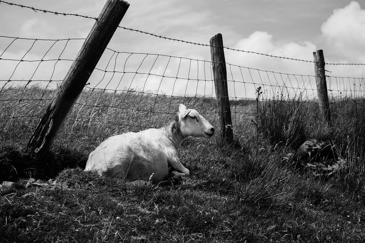 animal grayscale photo of goat beside fence slieve croob