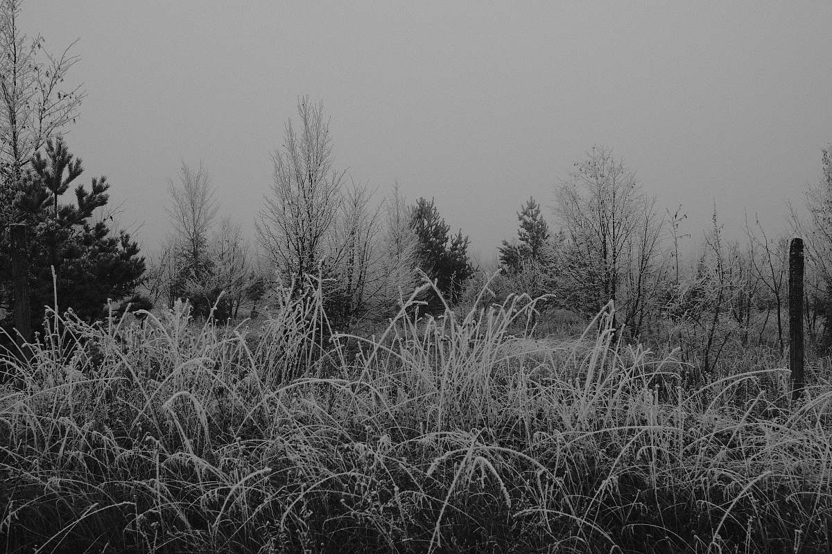 grey grayscale photo of grass frost