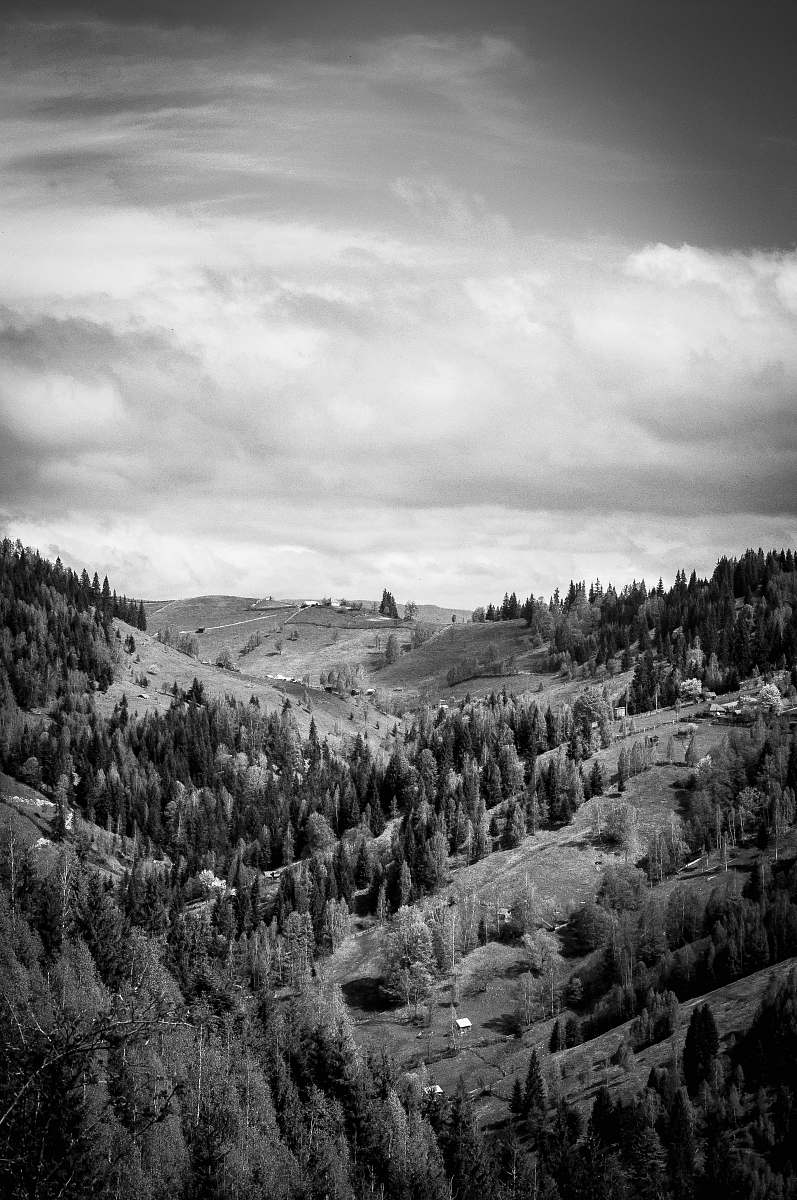 trees grayscale photo of green trees on mountain at daytimne hills