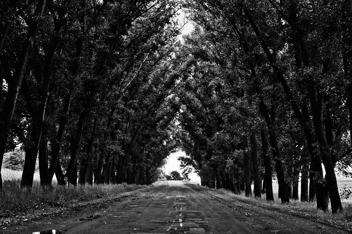 tunnel grayscale photo of leaf trees at daytime trees