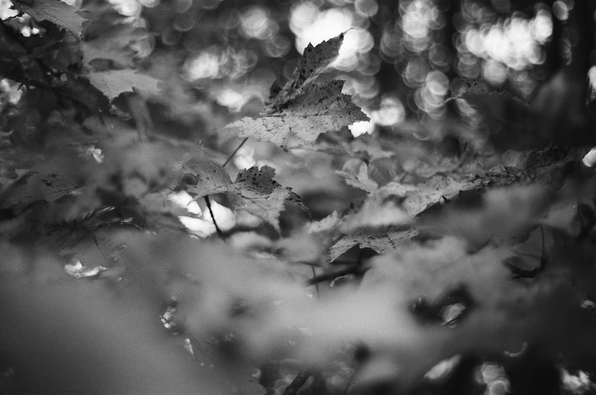 grey grayscale photo of leaves plant mancelona