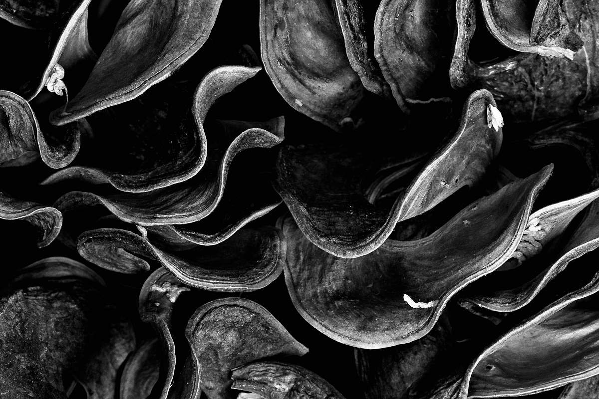 plant grayscale photo of mushrooms black