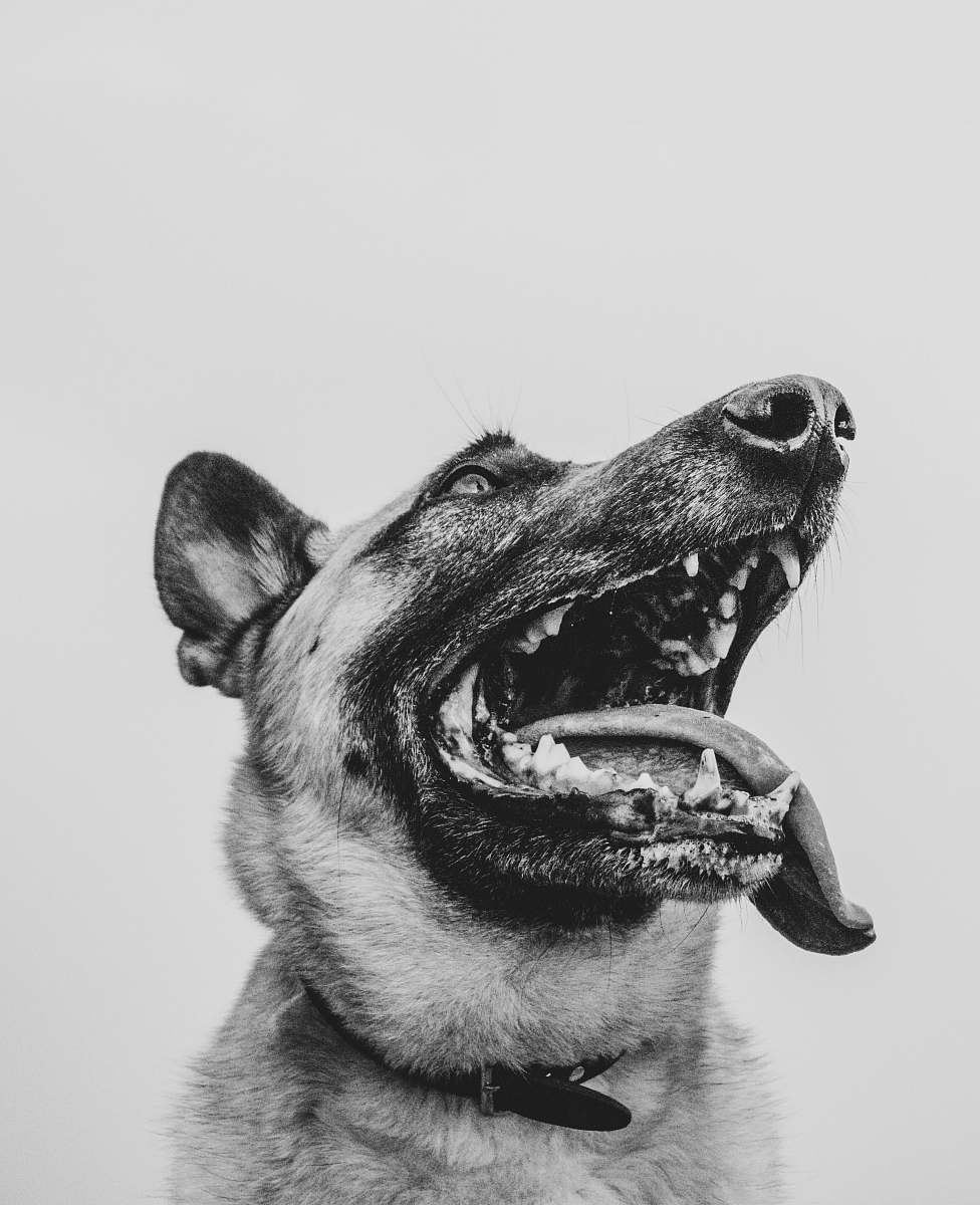 dog grayscale photo of opened mouth of dog tongue