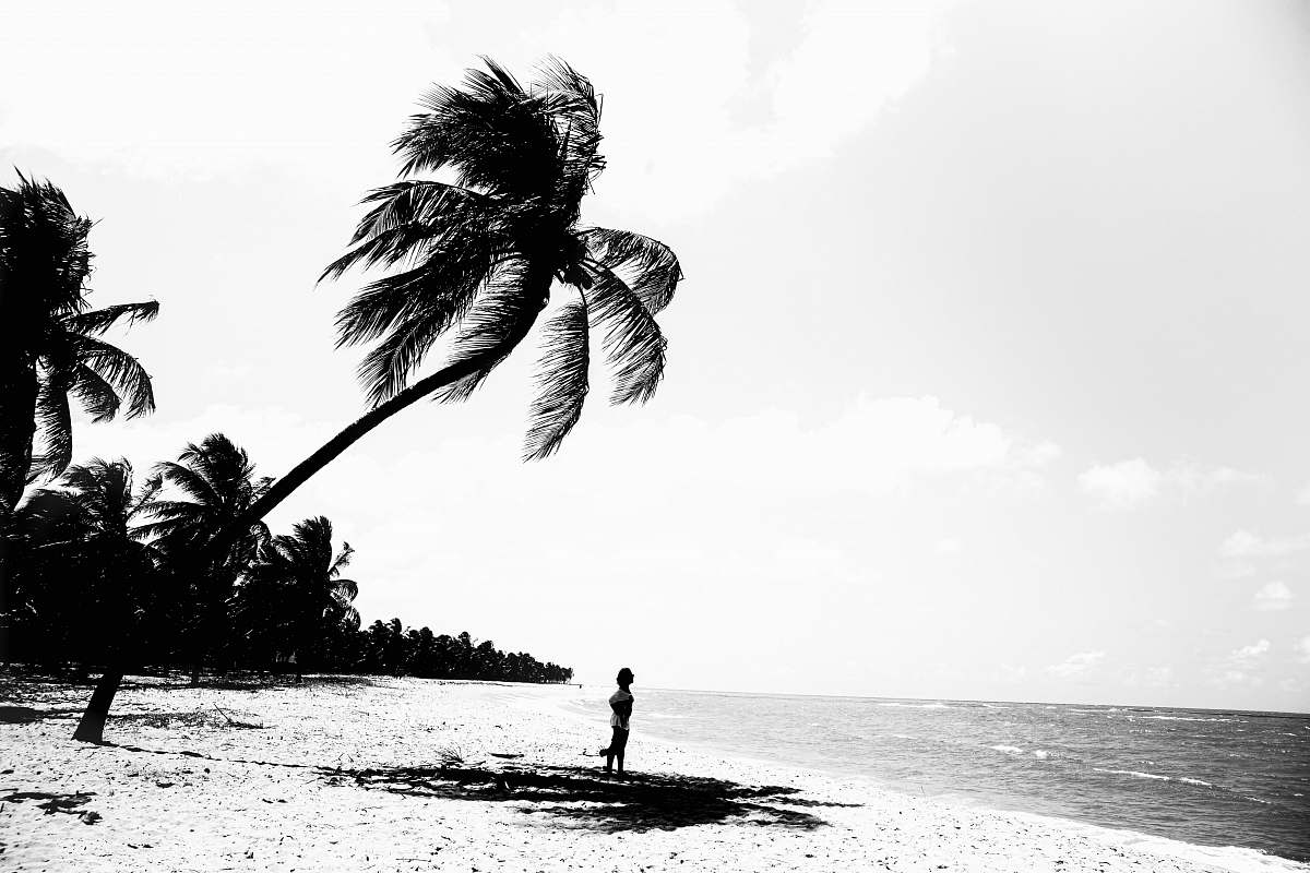 arecaceae grayscale photo of palm tree palm tree