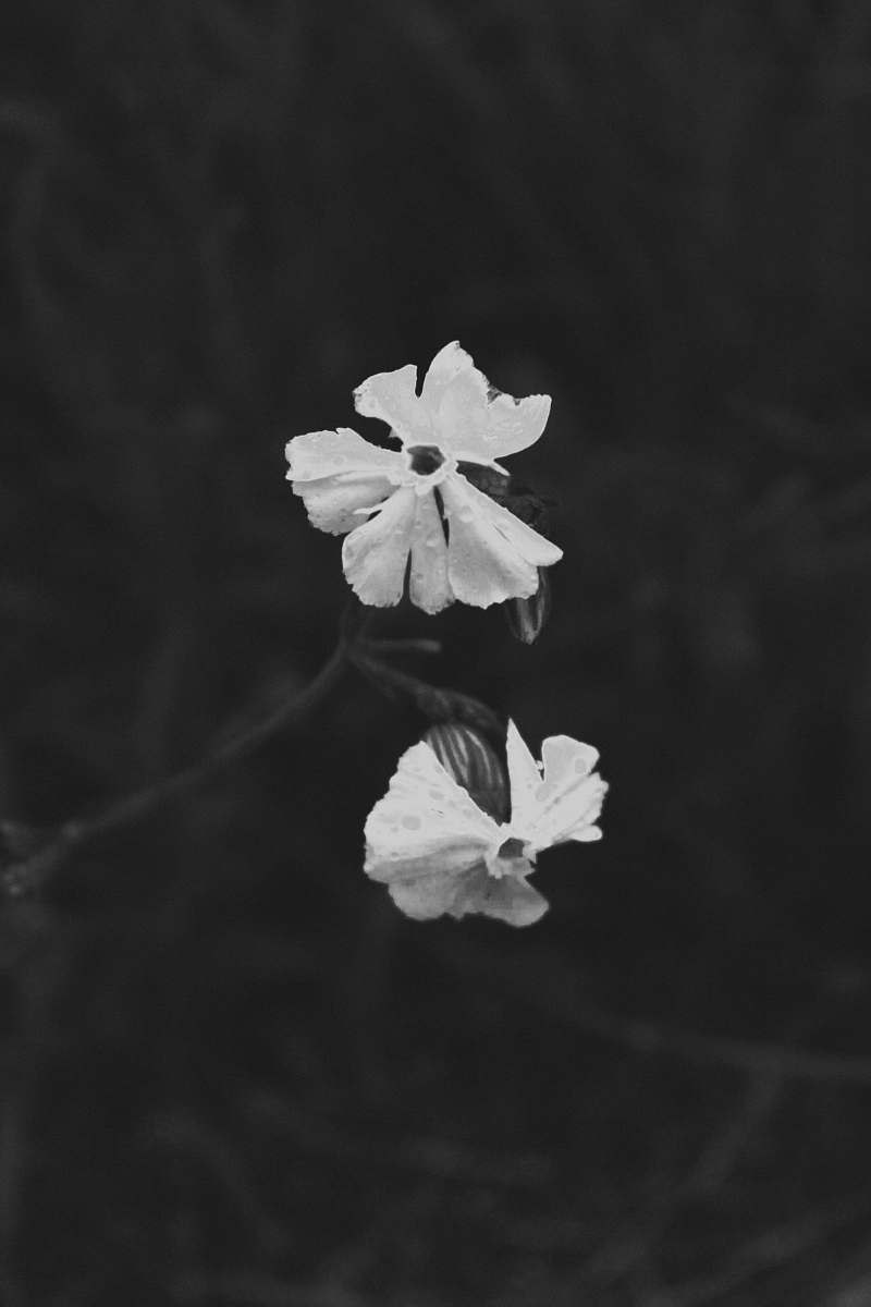 plant grayscale photo of petaled flower flower