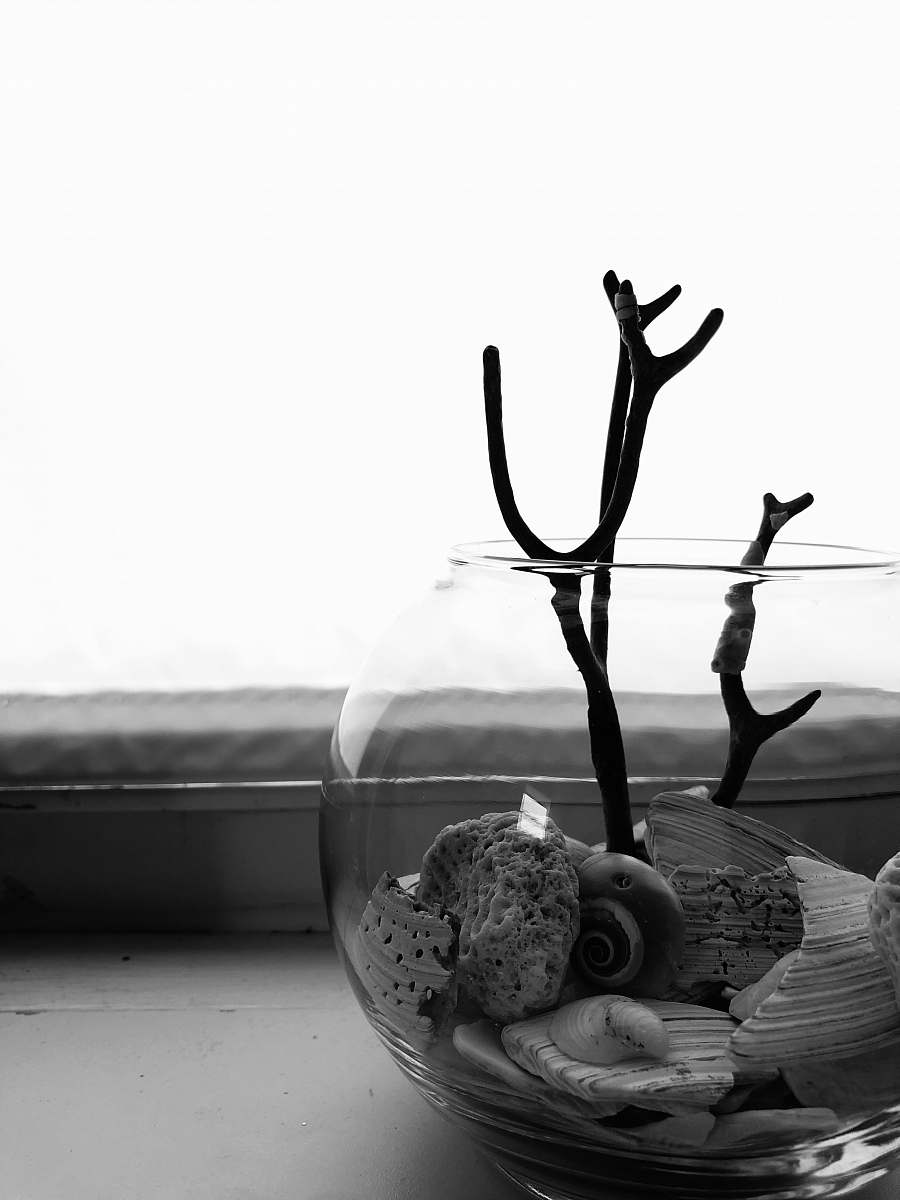 animal grayscale photo of plant bird