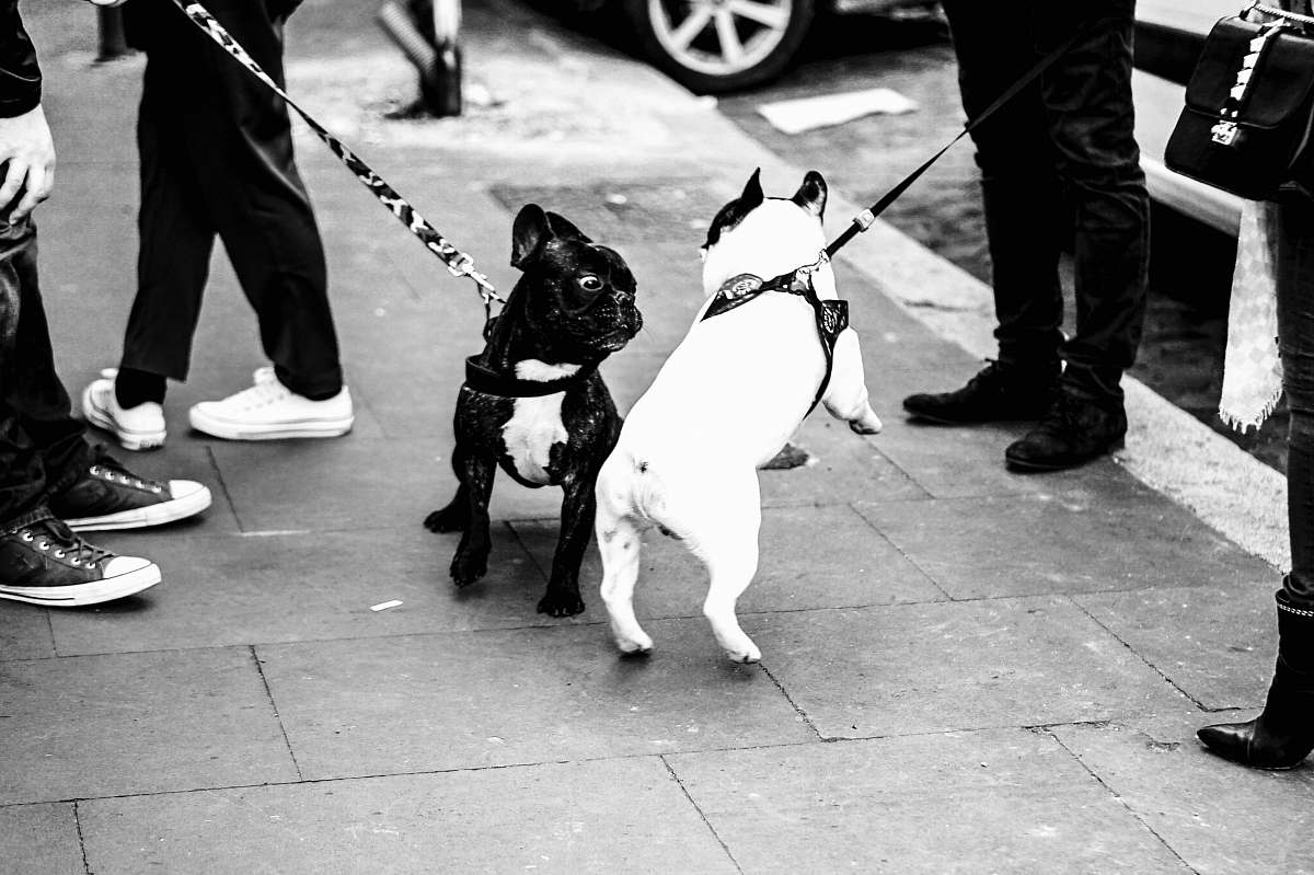 apparel grayscale photo of pugs clothing