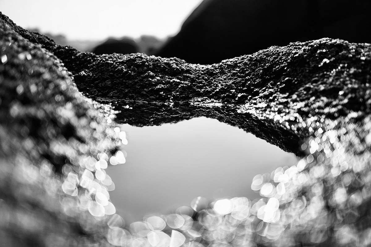 plant grayscale photo of sand tree