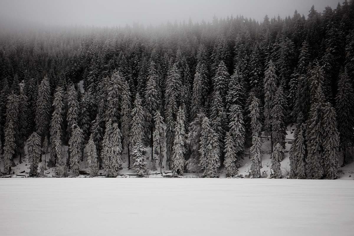 mummelsee grayscale photo of snow covered pine trees germany
