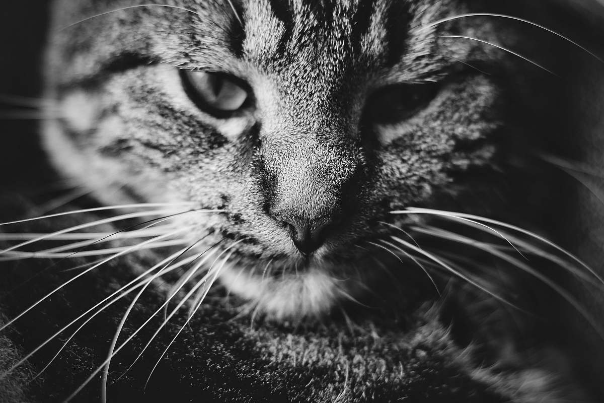 Grey Grayscale Photo Of Tabby Cat Cat Image Free Photo