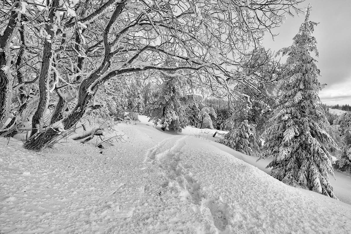 grey grayscale photo of trees covered with snow snow