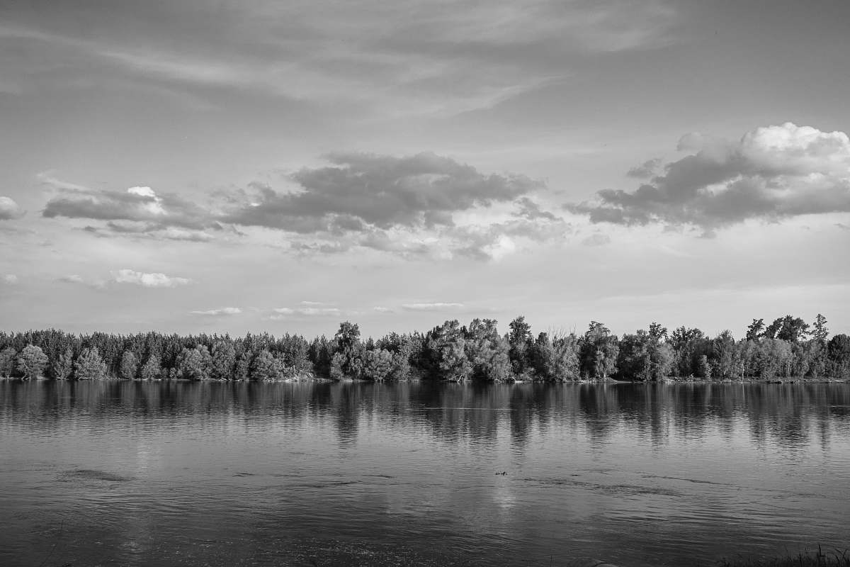 nature grayscale photo of trees near body of water water