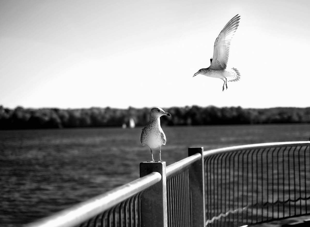 seagull grayscale photo of two birds bird