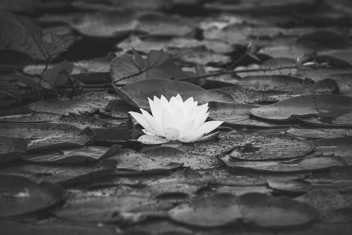 plant grayscale photo of water lily flower