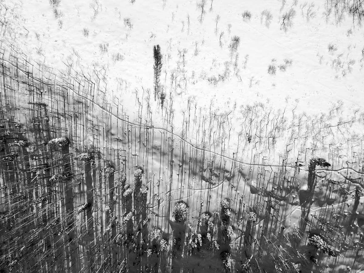 flora grayscale photo of waterdrop grass