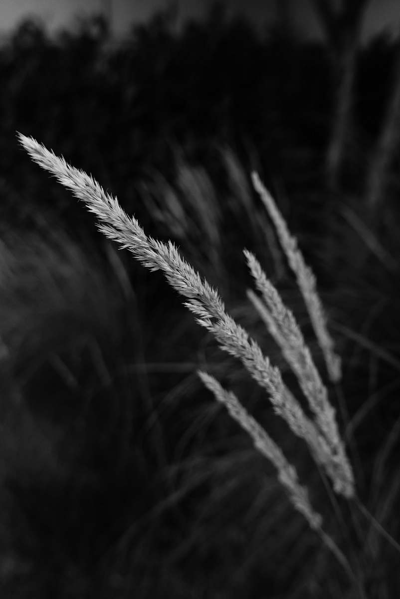 plant grayscale photo of wheat fiel grass