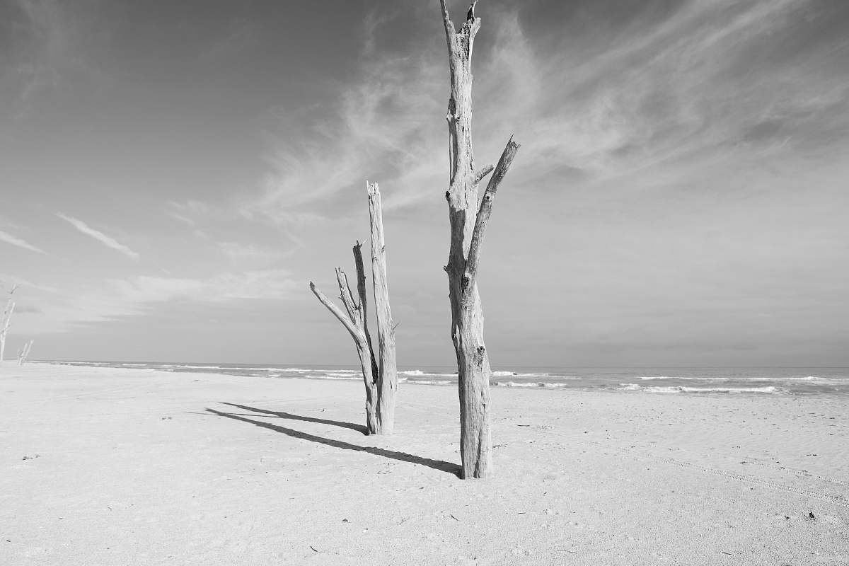 grey grayscale photo of wood wood