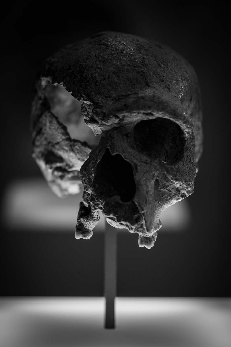nature grayscale photography of a skull ice