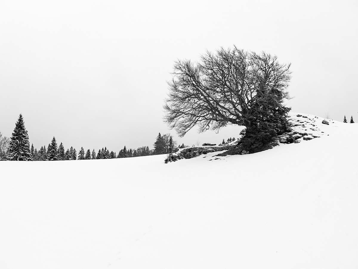 snow grayscale photography of bare trees on snow field during daytime switzerland