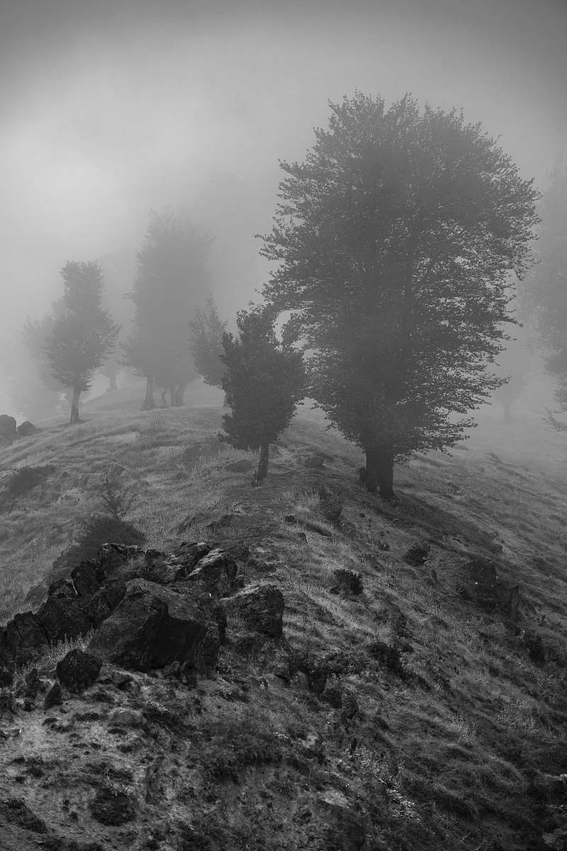 nature grayscale photography of broad-leaved tree grey