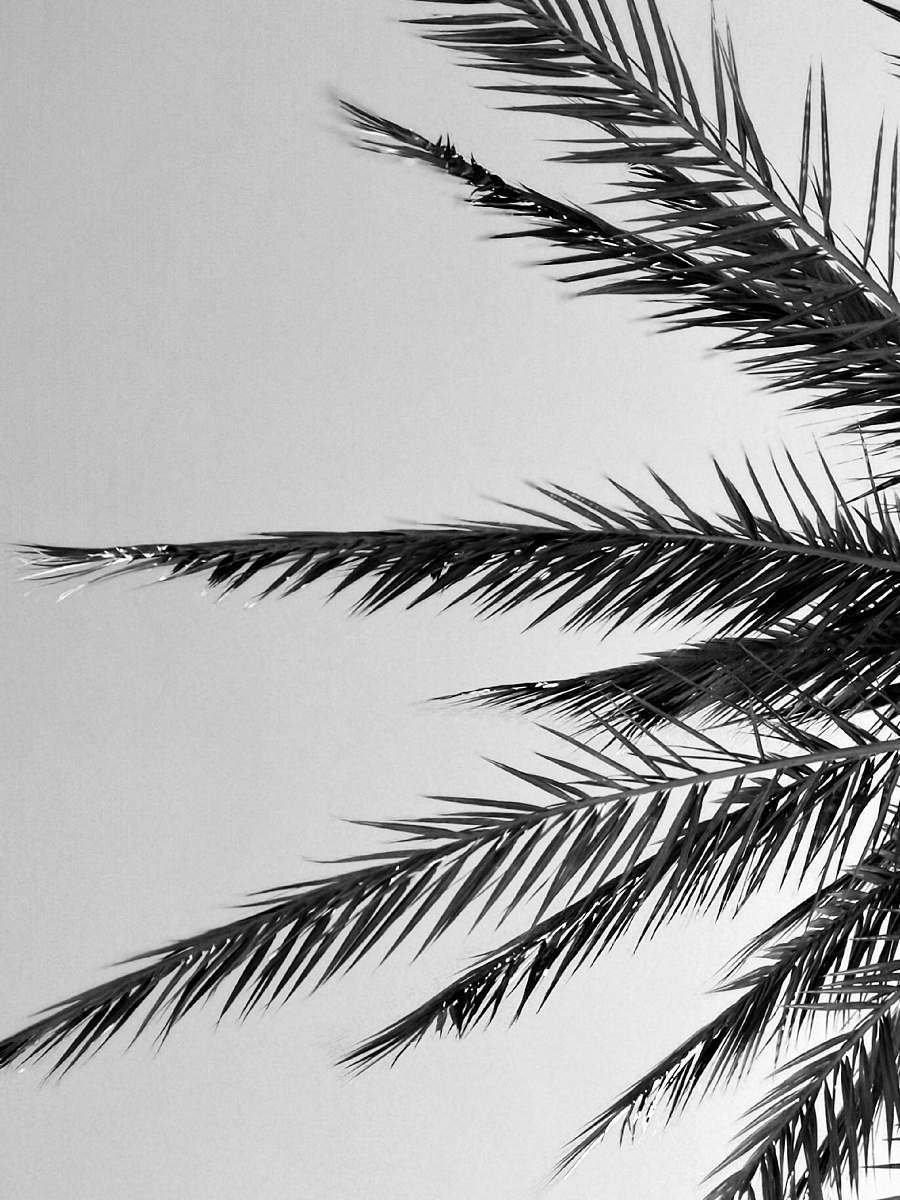 plant grayscale photography of coconut palm tree animal