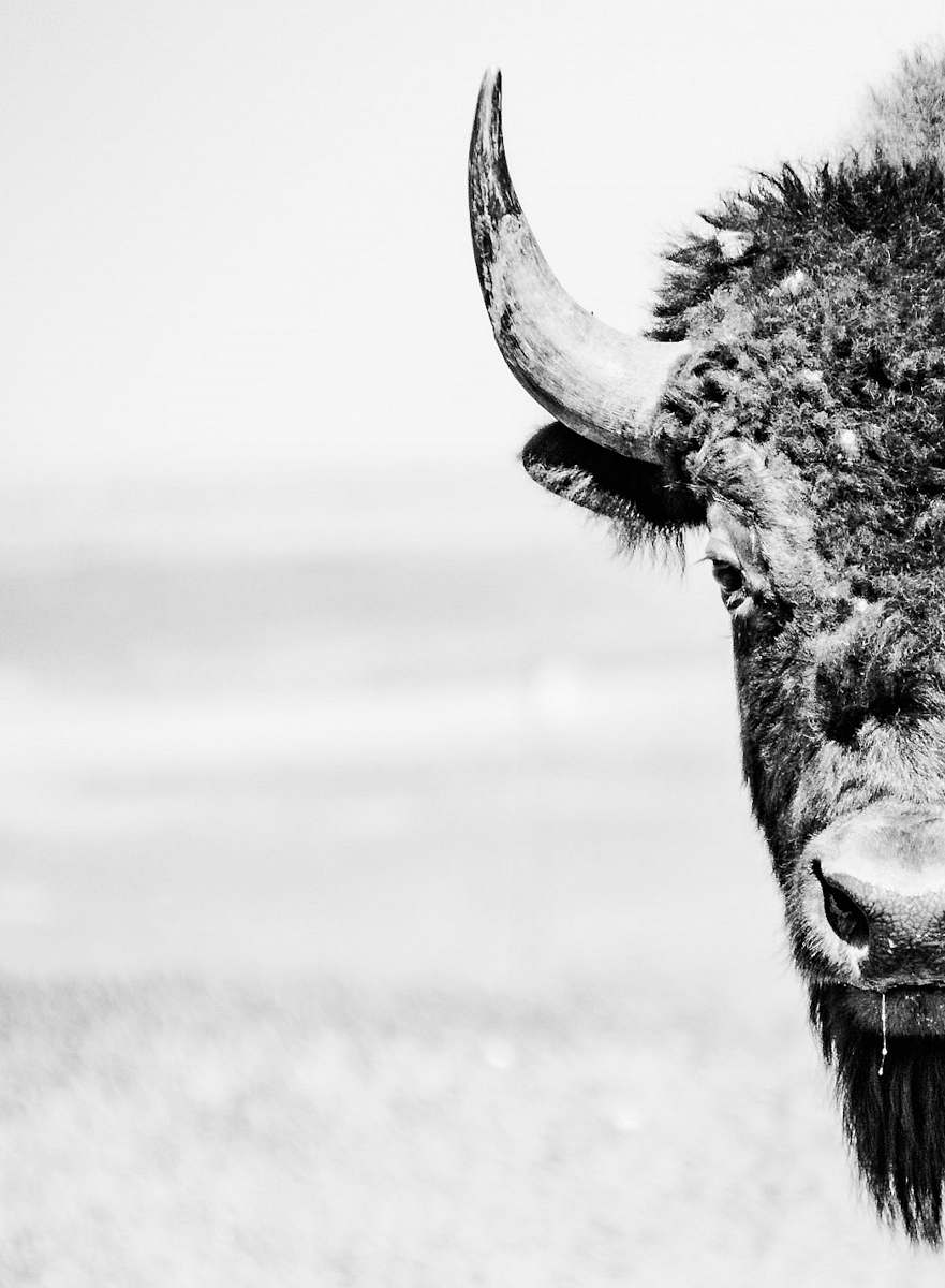 wildlife grayscale photography of cow bison