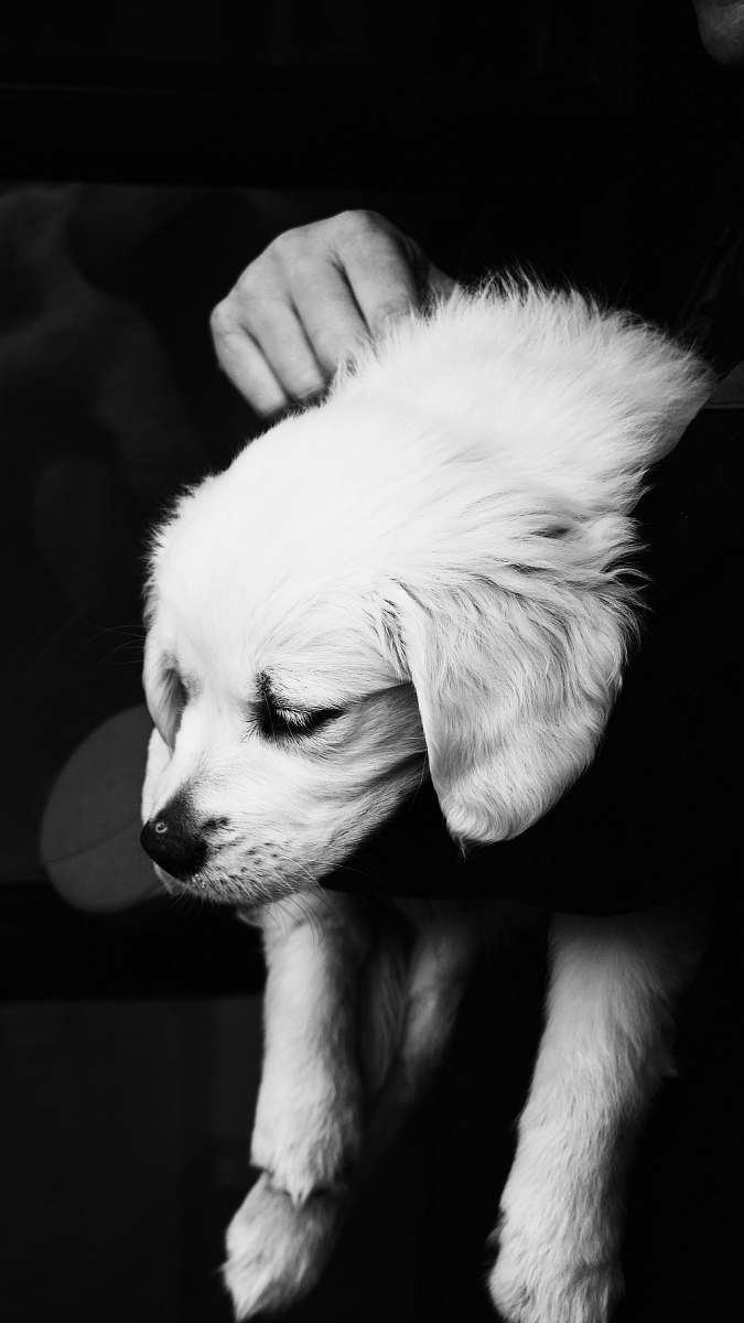 puppy grayscale photography of dog dog