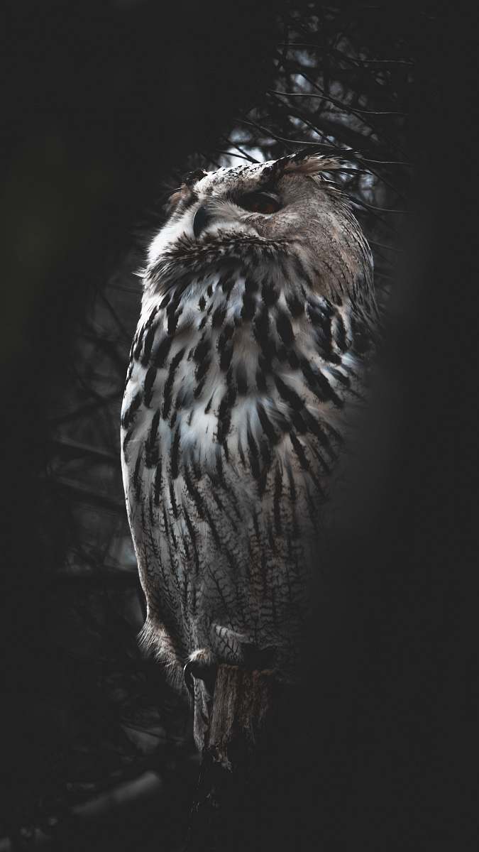 animal grayscale photography of eagle bird