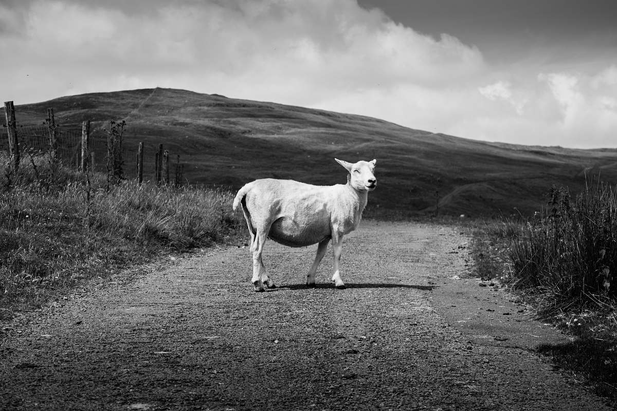 Grey Grayscale Photography Of Goat Nature Image Free Photo