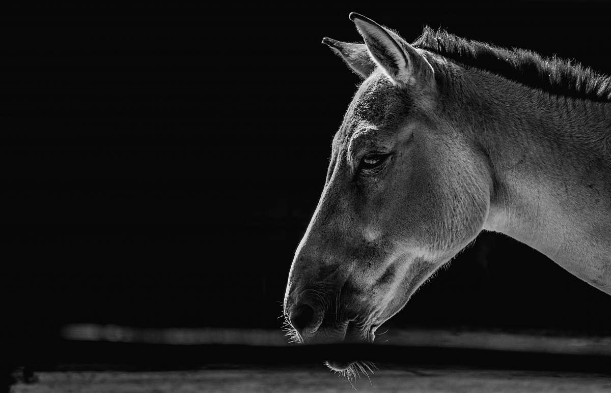 horse grayscale photography of horse animal