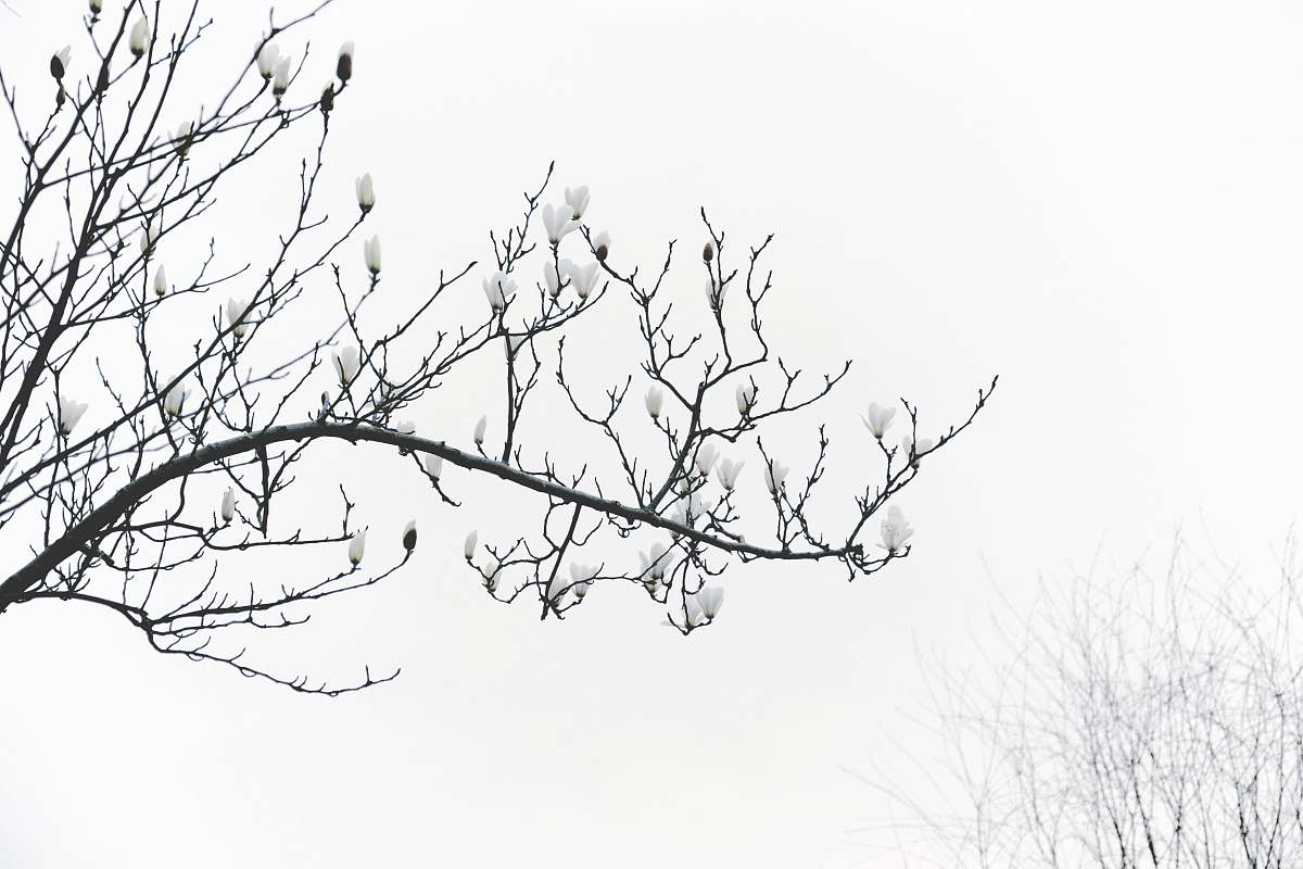 nature grayscale photography of leafless tree outdoors