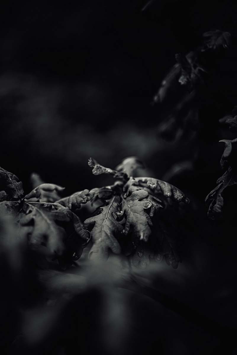 grey grayscale photography of leaves black
