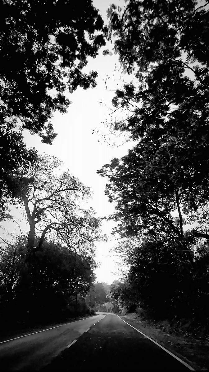plant grayscale photography of road under tree vegetation
