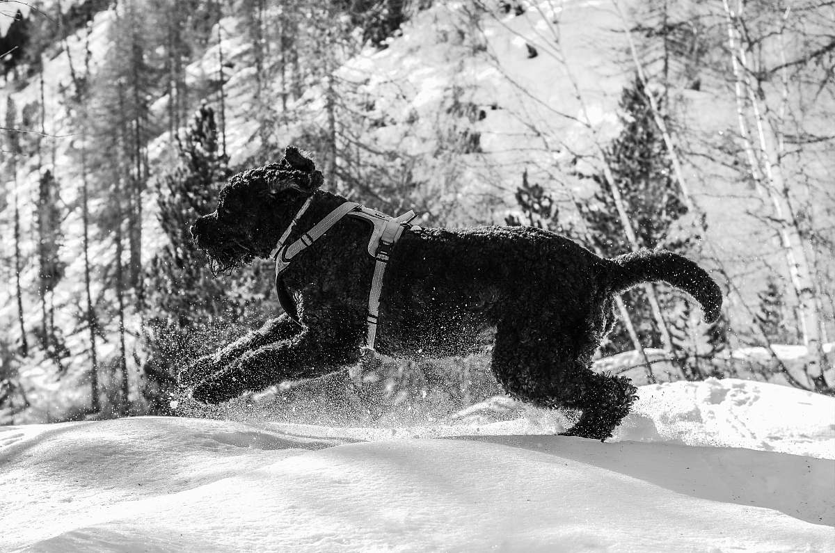 animal grayscale photography of short-coated dog running on snowy field dog