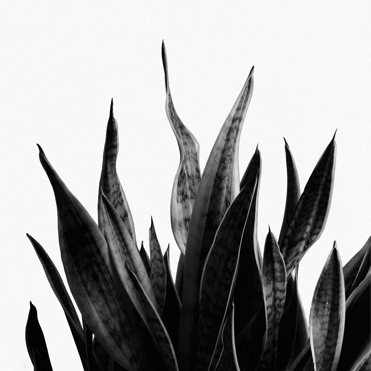 plant grayscale photography of snakeplant aloe
