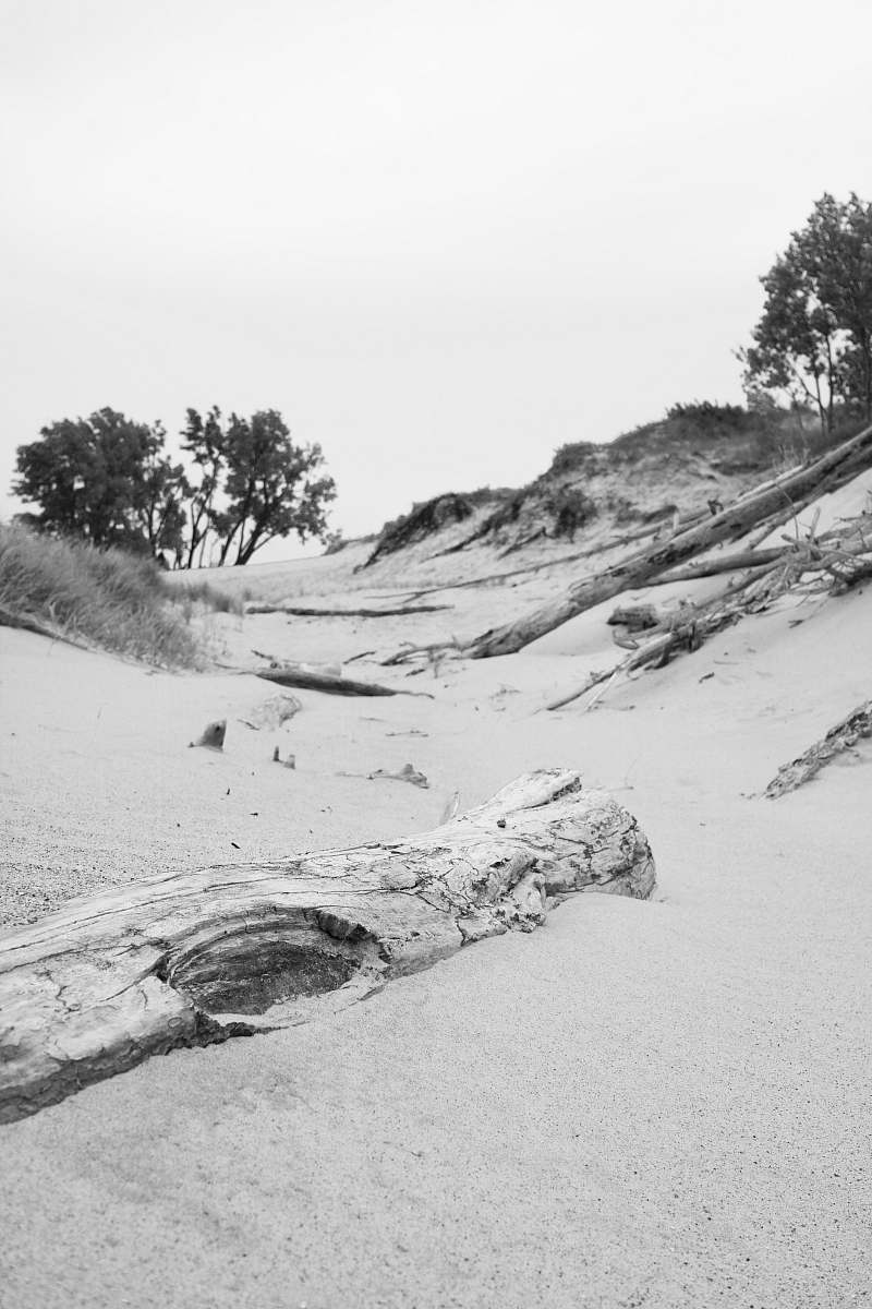 nature grayscale photography of trees near body of water wood