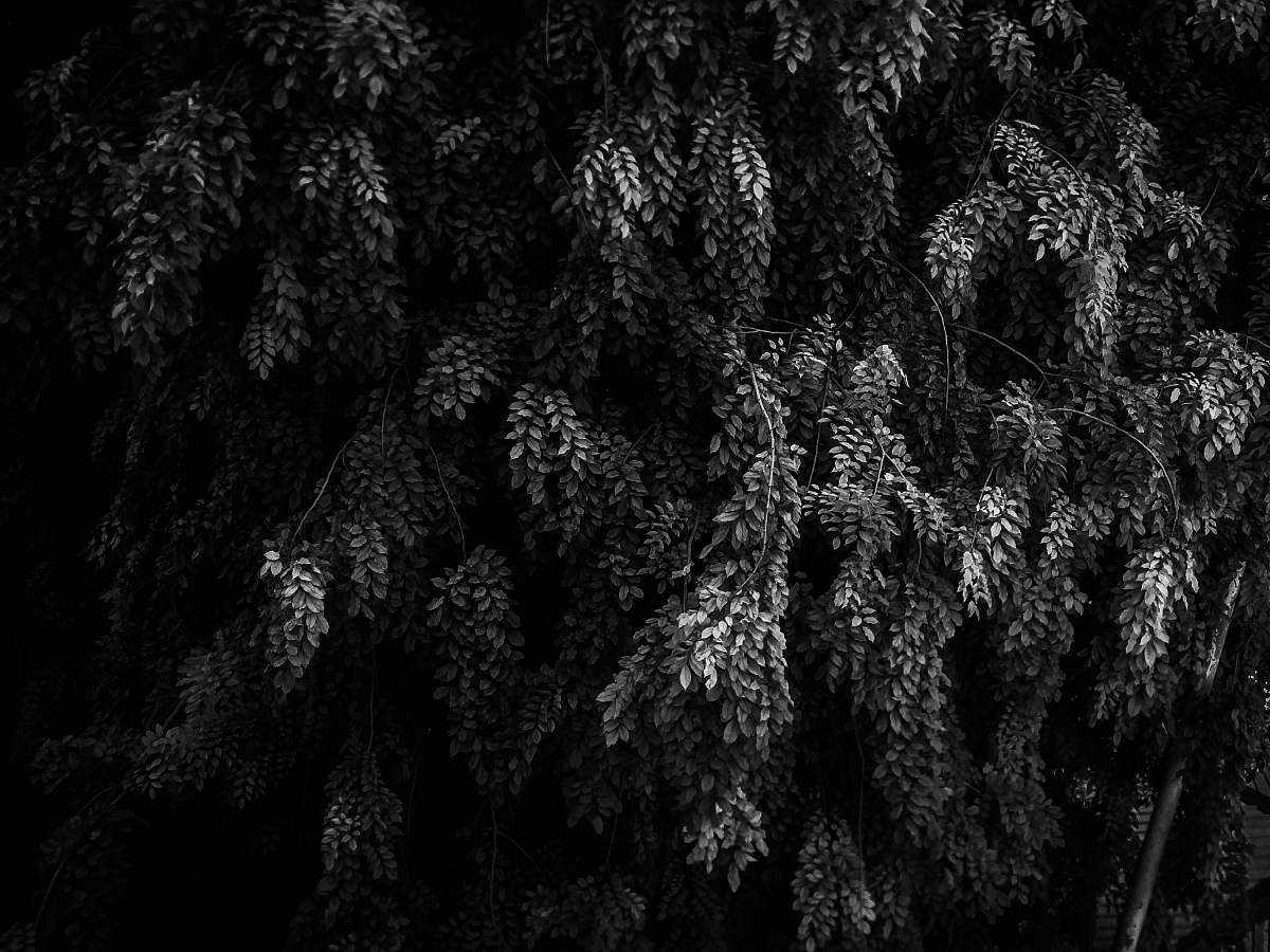 plant grayscale photography of trees conifer