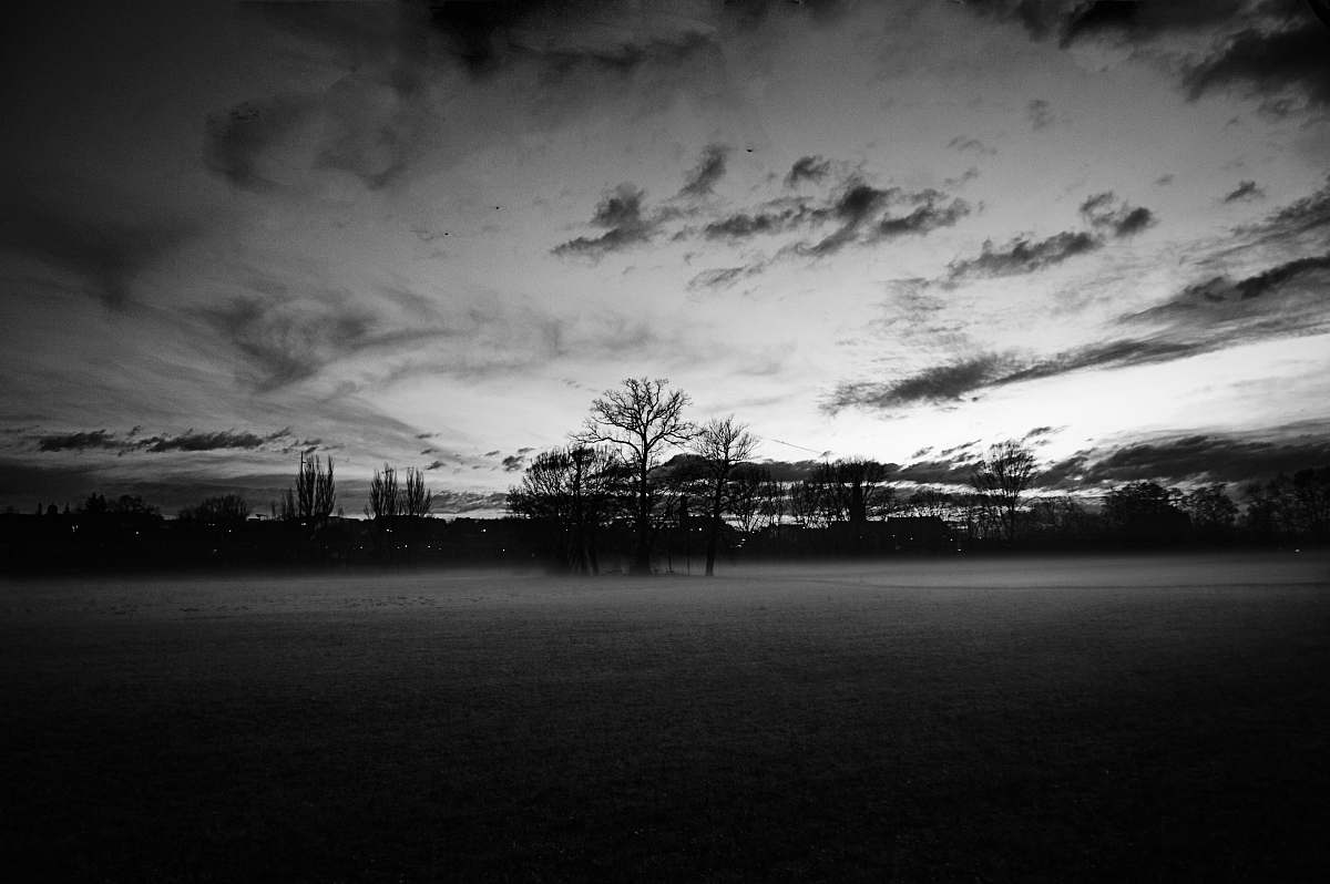 plant grayscale photography of withered trees tree